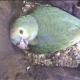 Parrot parental care – Watch this amazing video!!!