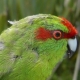 The parakeets are breeding on Motutapu Island!