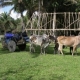 First Biological revision of the Barba Azul Nature Reserve, Beni, Bolivia