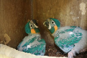 Blue-throated Macaw chicks © B Hennessey