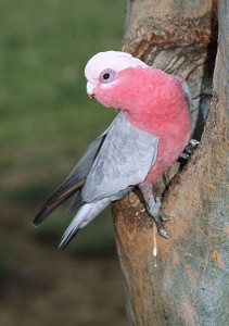 Galah male © John Cooper