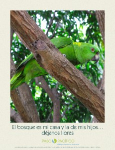 Paso Pacifico (pasopacifico.org) is a non-profit organization working with local communities in the Paso del Istmo to restore forest habitat and reverse the loss of native wildlife. The Yellow-Naped Amazon Parrot is a flagship species for this effort. 